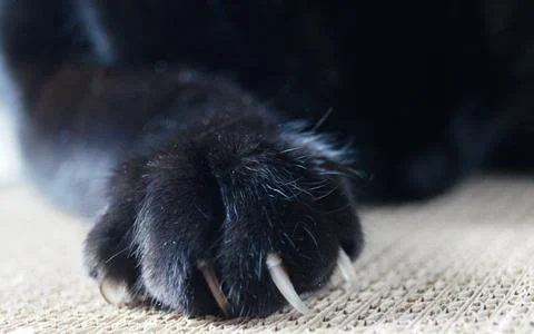 Cat sharpens its claws on a cardboard scratching post.Paw with claws close-up. Stock Photos