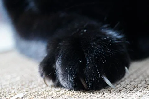 Cat sharpens its claws on a cardboard scratching post.Paw with claws close-up. Stock Photos