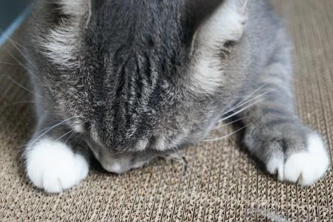 Cat sharpens its claws on a cardboard scratching post. Stock Photos