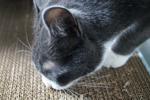Cat sharpens its claws on a cardboard scratching post. Stock-Fotos
