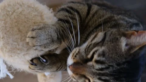 Cat sharpens its claws on the scratching pos Stock Footage 154752860