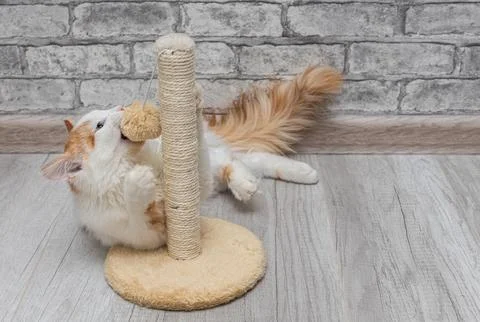 Cat sharpens its claws on a scratching post. Stock Photos