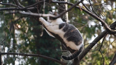 A cat sharpens its claws on a tree branch. The cat climbed to the top Stock Footage 122589567