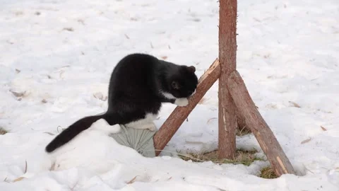 Cat sharpens its claws on a tree trunk in the snow Stock Footage 261814848