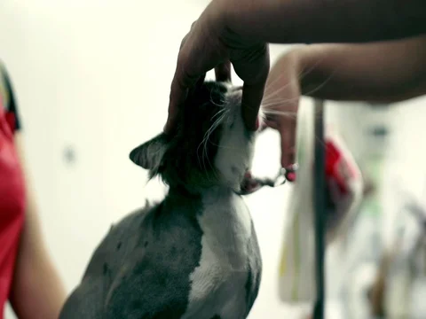 Cat sheared with scissors in grooming salon. Cat grooming Stock Footage