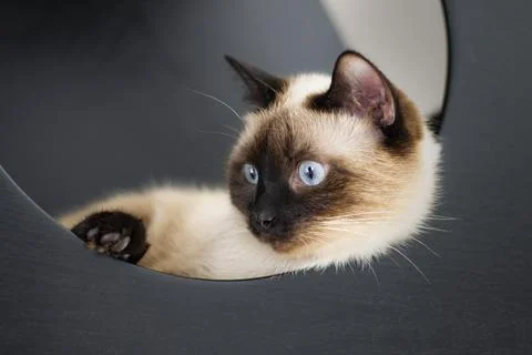 Cat in the shelf Stock Photos