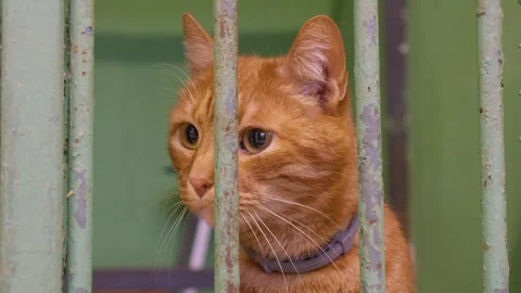A cat shelter, a cat without an owner Video stock 286844853