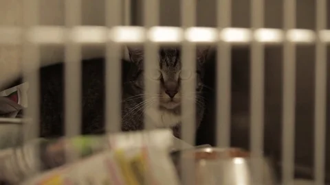 Cat In Shelter Stock Footage 79019784