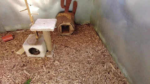 Cat shelter space with climbing structures and hiding spots for cats in a warm e 스톡 동영상 332567686