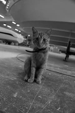 Cat in a shipyard Stock Photos
