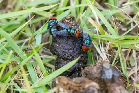 Cat shit with flies. Stock Photos