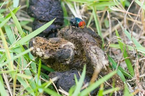 Cat shit with fly. Stock Photos