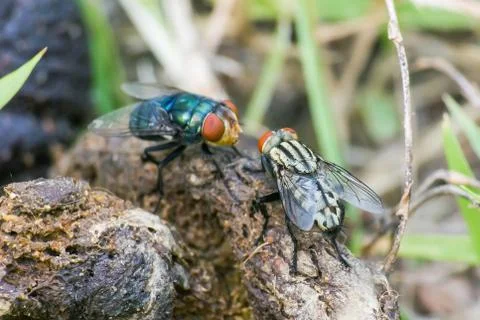 Cat shit with fly. Stock Photos