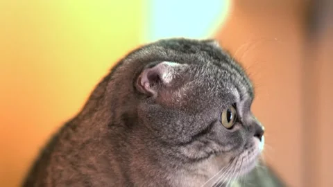 The cat in shock sharply turns his head Stock Footage