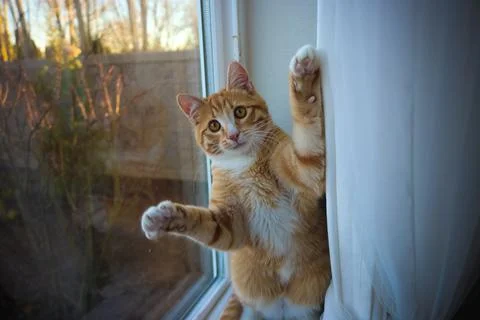 This cat is shocked Stock Photos