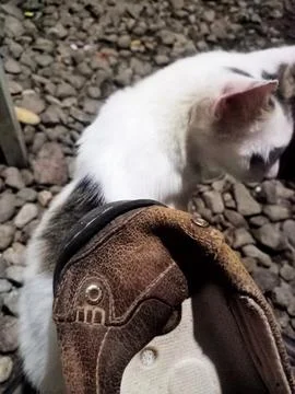 Cat shoes Foto stock