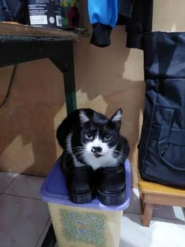 Cat on Shoes Stock Photos