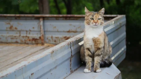 Cat shot in 4K slowmo Stock-Footage 172324149