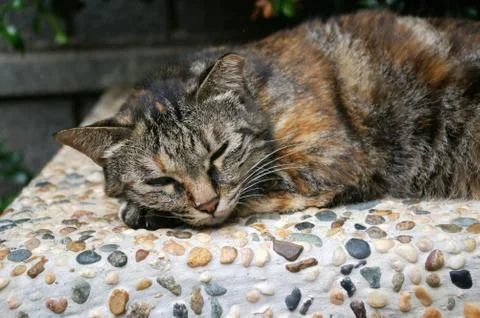 A cat shot Foto stock