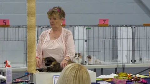 Cat show judge gets surprised by frisky cat Stock Footage 80392941