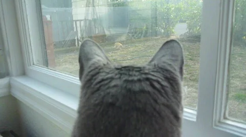 Cat Showdown Stock Footage 701316