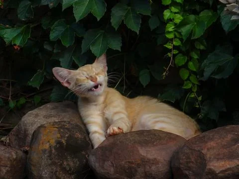 Cat showing teeth. 스톡 사진