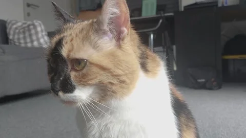 Cat shows discontent. Portrait of a spotted cat Stock Footage 305141931