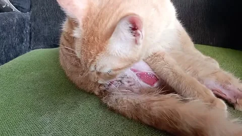 Cat sick 23 sec Stock-Footage 328910923