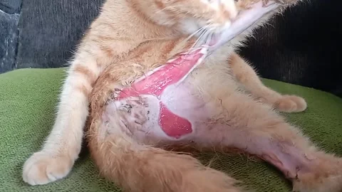 Cat sick 26 sec Stock-Footage 328910925