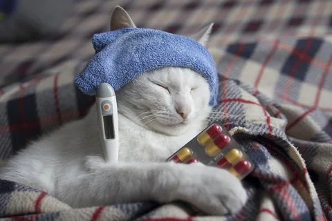 The cat is sick, being treated, with temperature while lying on the sofa Stock Photos