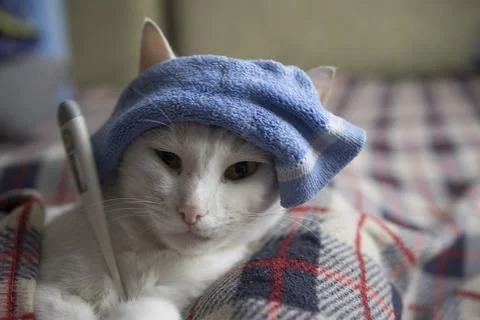 The cat is sick, being treated, with temperature while lying on the sofa Stock Photos