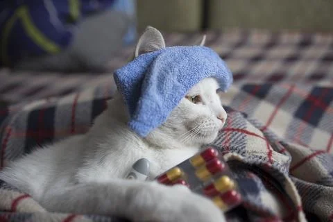 The cat is sick, being treated, with temperature while lying on the sofa Stock Photos