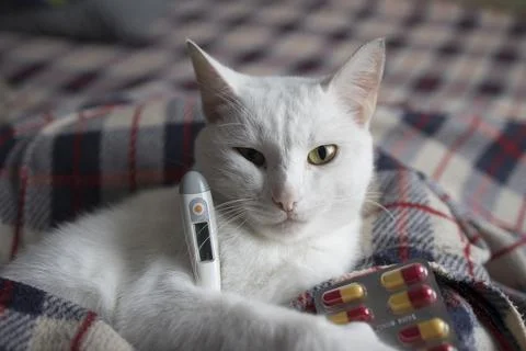 The cat is sick, being treated, with temperature while lying on the sofa Stock Photos