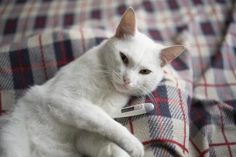 The cat is sick, being treated, with temperature while lying on the sofa Stock Photos