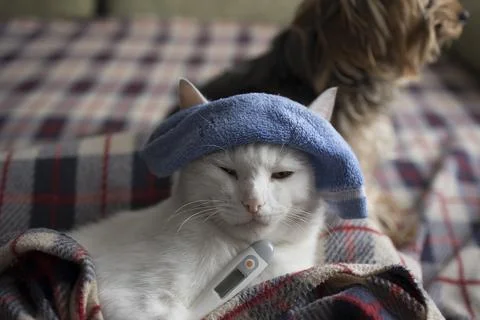The cat is sick, being treated, with temperature while lying on the sofa Stock Photos