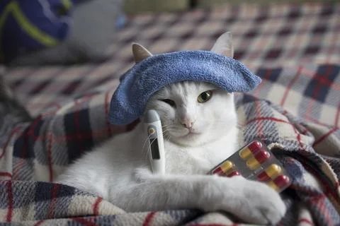 The cat is sick, being treated, with temperature while lying on the sofa Stock Photos