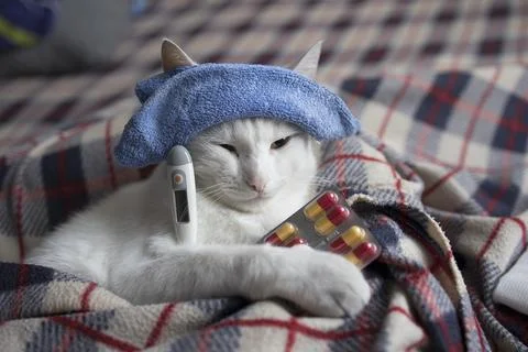 The cat is sick, being treated, with temperature while lying on the sofa Stock Photos