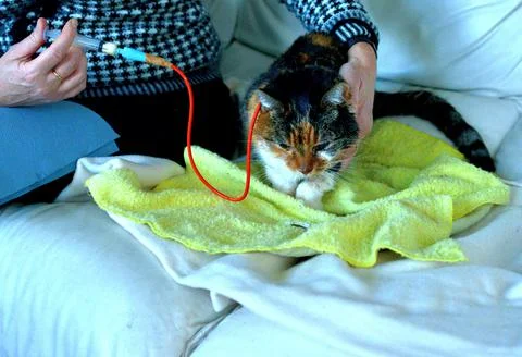 Cat is sick Stock Photos