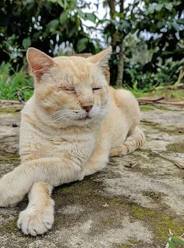 Cat is sick Foto stock