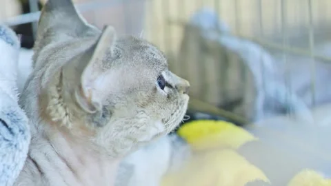 Cat Side Profile Close Up in Cage Under Blanket Looking Around With Big Eyes Stock Footage 317090091