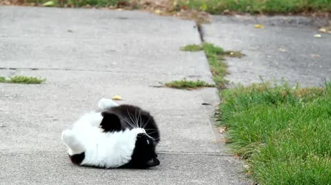 Cat on a sidewalk 動画素材 12379501