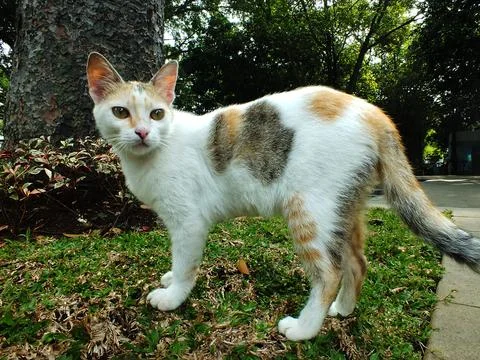 A cat on a sidewalk in front of tree. Stock Photos