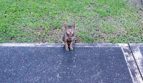 Cat on the sidewalk Foto stock