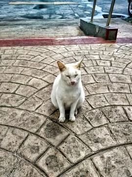 Cat on a Sidewalk Stock Photos