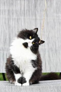 Cat siiting while looking at a thread Stock Photos