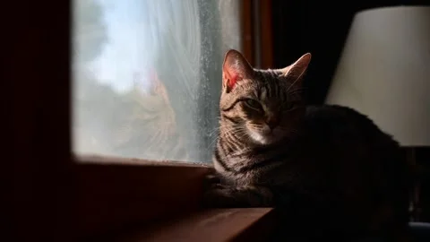 Cat siiting by a window cinematic handheld rel time cat reflection in the g.. Stock Footage 326217264