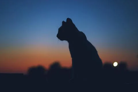Cat Silhouette Stock Photos