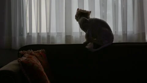 Cat silhouette by window curtain in soft light. Stock Footage 317911066