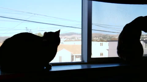 Cat silhouettes in window Stock Footage 35008088