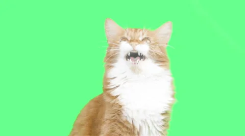 Angry Cat (Green Screen) – CreatorSet